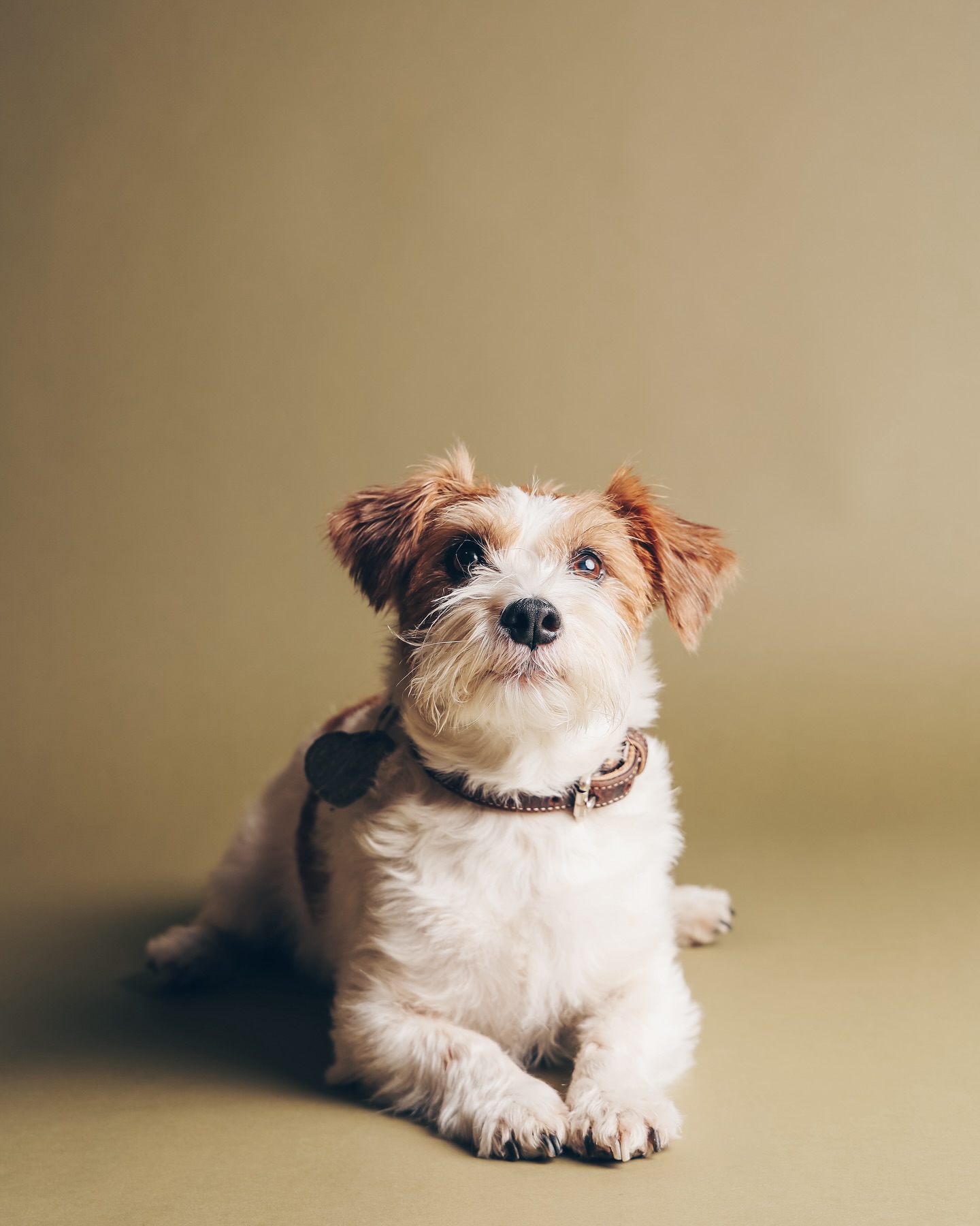 #dogsofinstagram #office #Tag des Bürohundes #ilovemydog #feelgoodmanager #my Name is Happy I am here to make you happy♥️