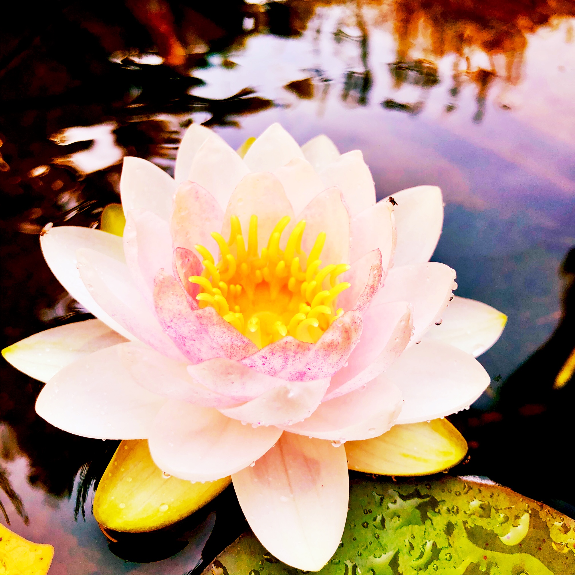 Die Bedeutung der Lotusblüte